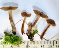 Cortinarius brunneostriatus image