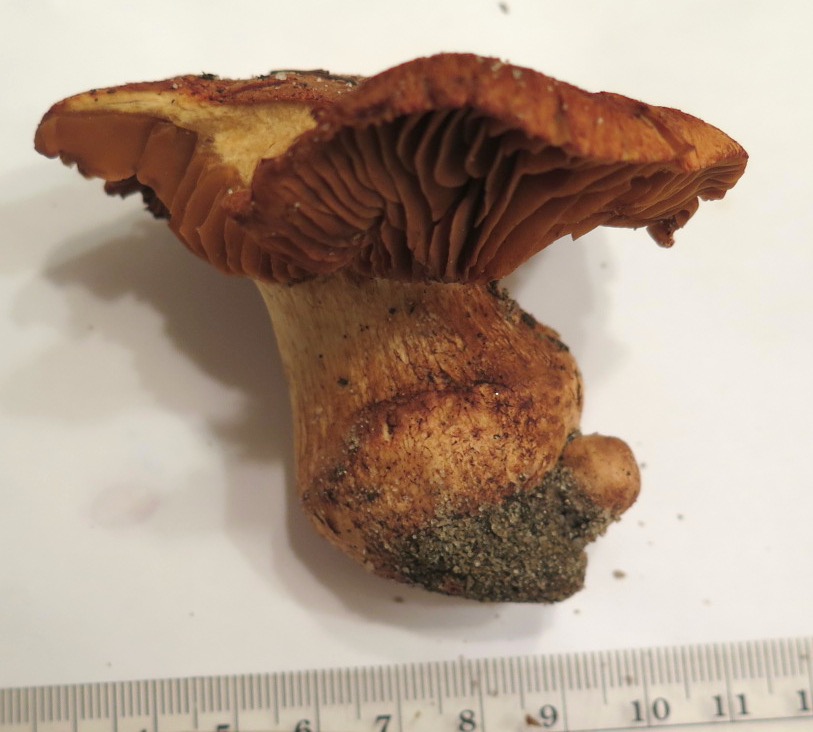 Cortinarius grandirubellus image