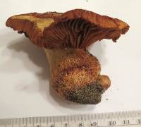 Image of Cortinarius grandirubellus