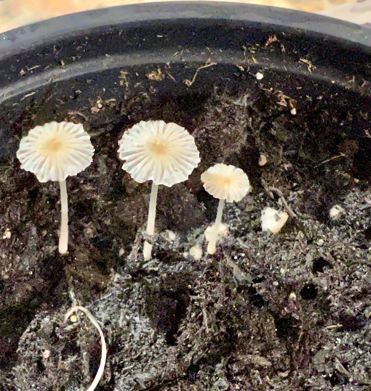 Coprinellus curtus image