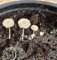 Image of Coprinellus curtus