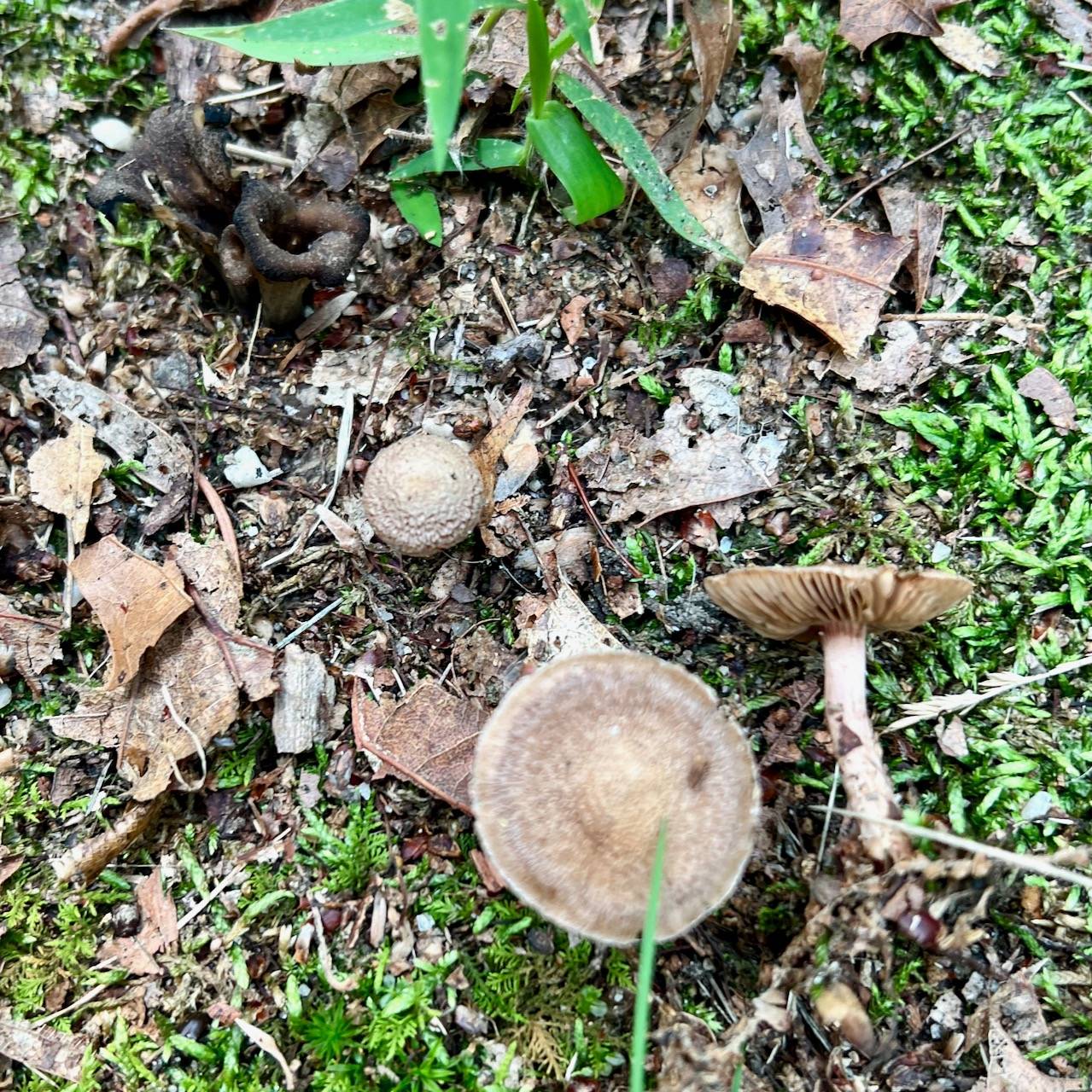Inocybe obscuroides image