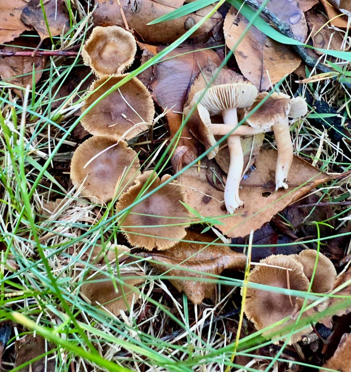 Inocybe suecica image