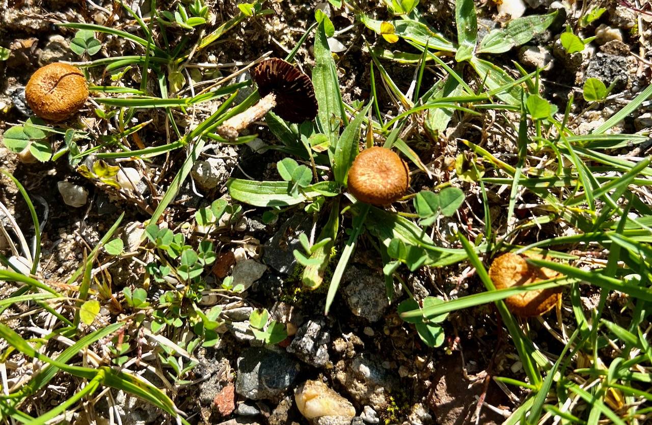 Mallocybe tomentosula image