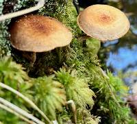 Image of Pholiota sphagnicola