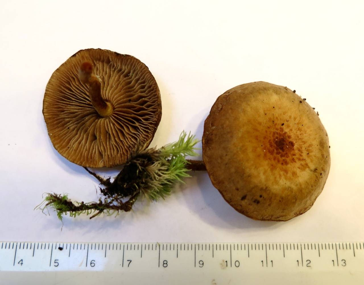 Pholiota sphagnicola image