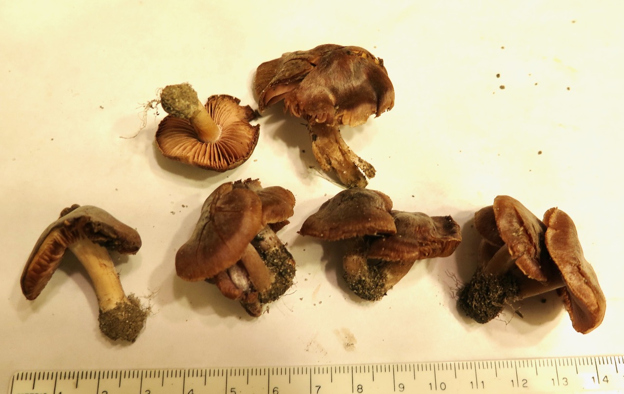 Cortinarius subturibulosus image