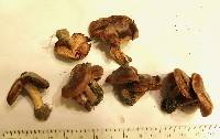 Image of Cortinarius subturibulosus