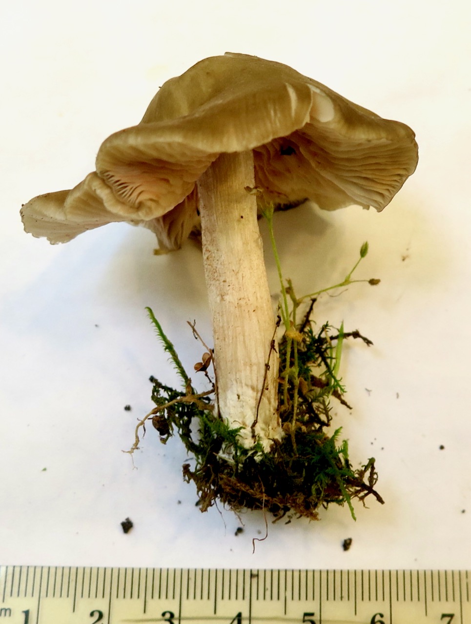 Entoloma carolinianum image