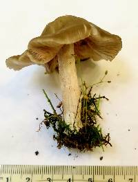Image of Entoloma carolinianum