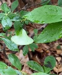 Exobasidium vaccinii image
