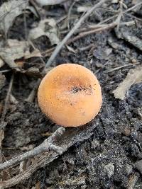 Lactifluus hygrophoroides image