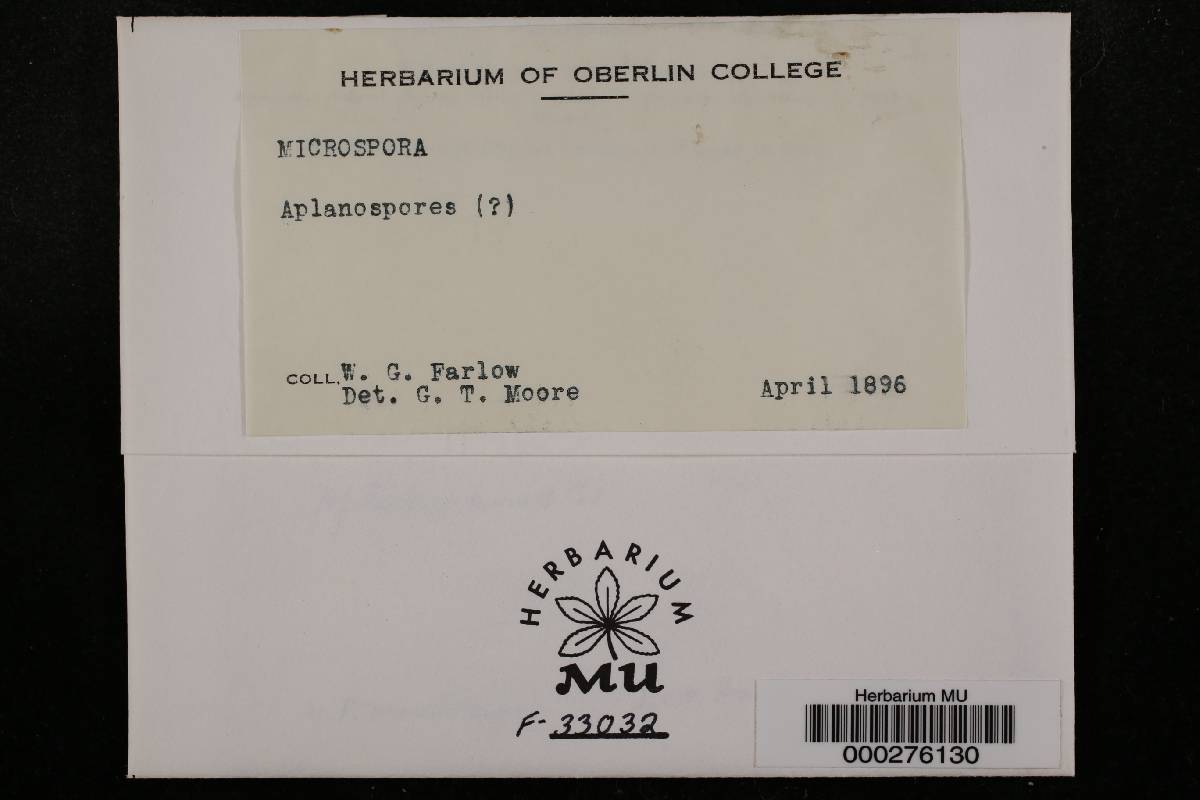 Microspora image