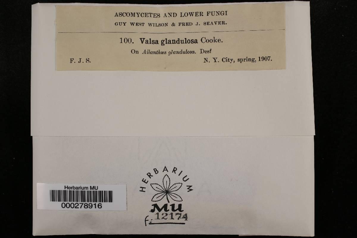 Valsa glandulosa image