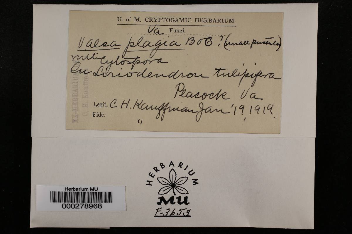 Valsa cyclospora image