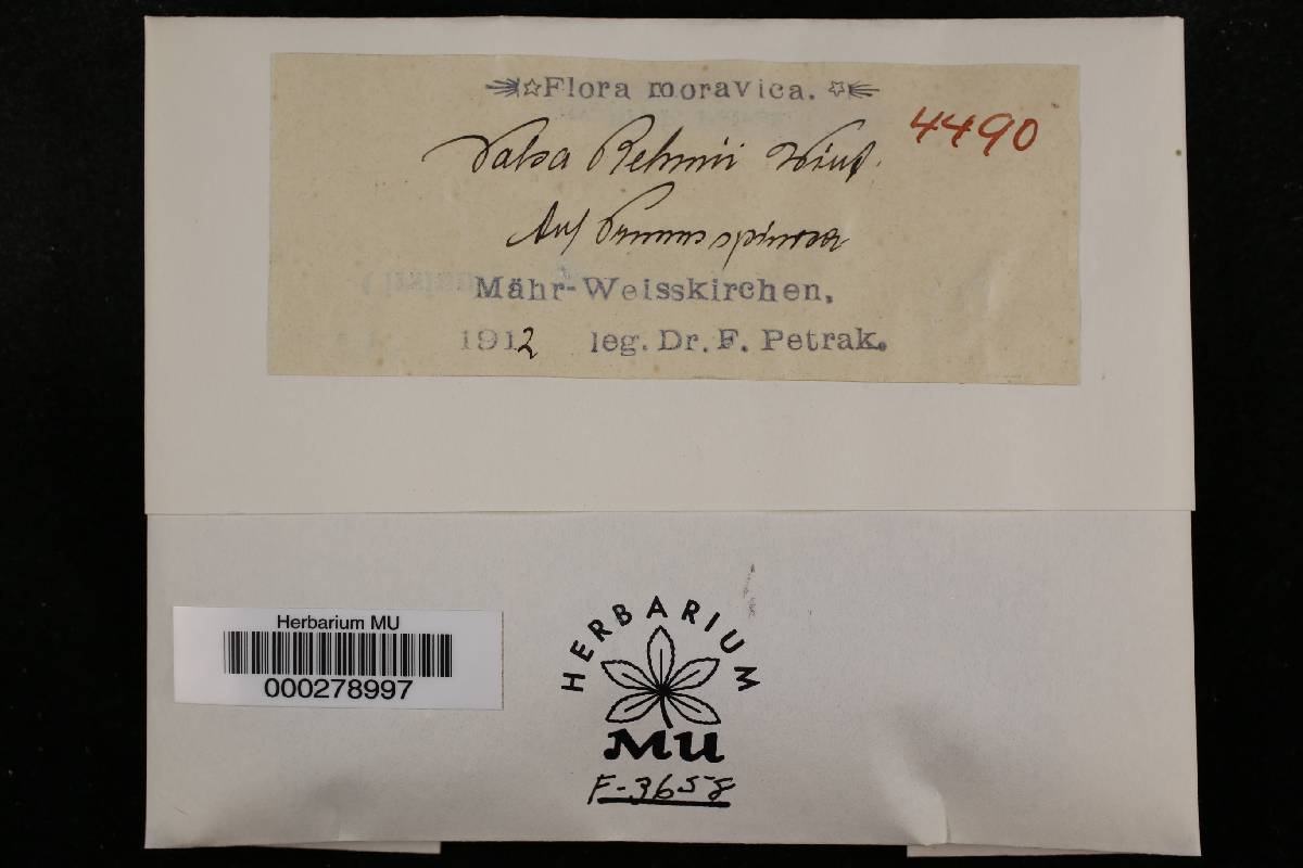 Valsa rehmii image