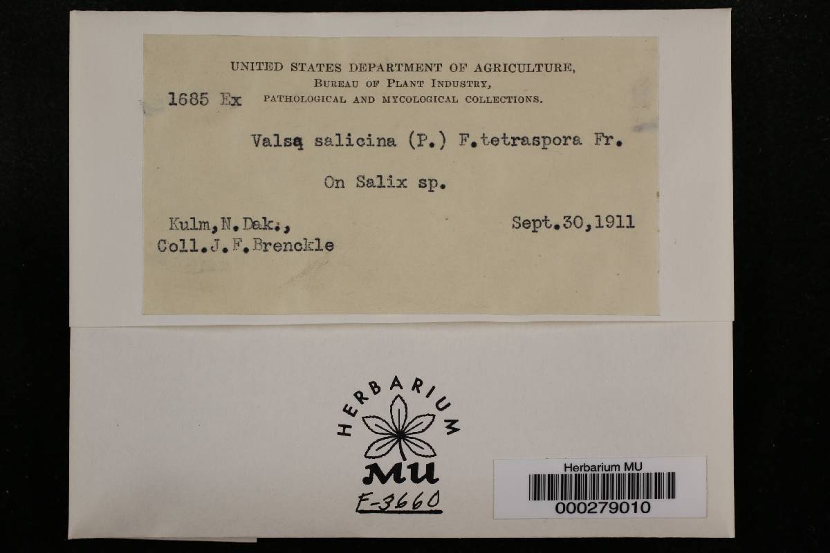 Valsa salicina f. tetraspora image