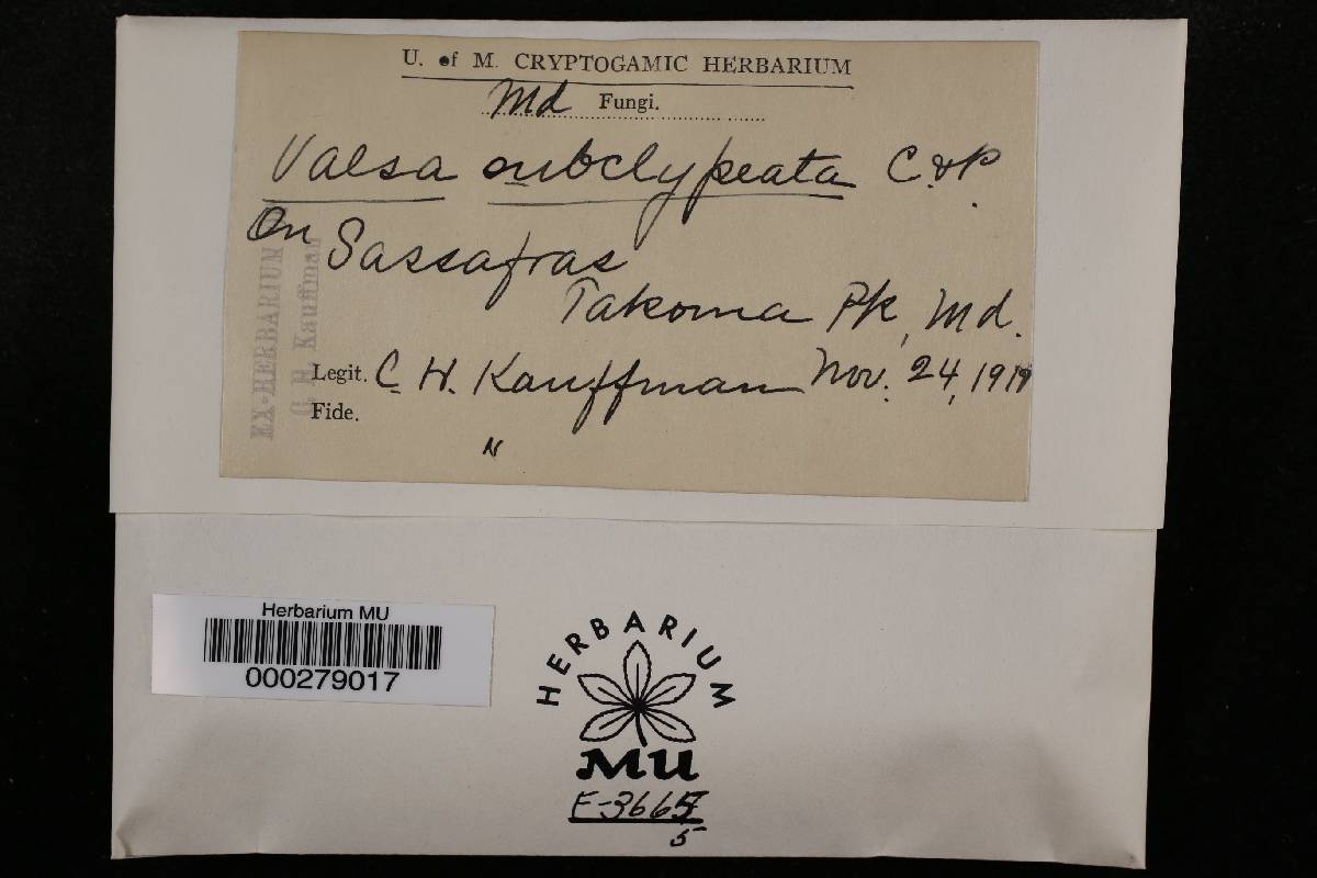 Valsa subclypeata image