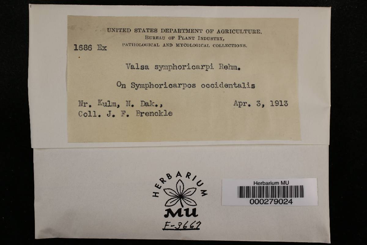 Valsa symphoricarpi image