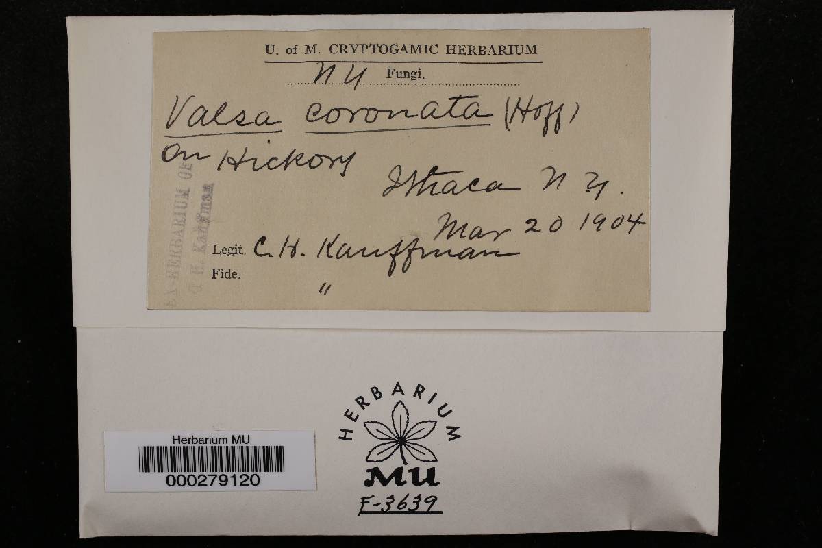 Valsa ceratosperma image