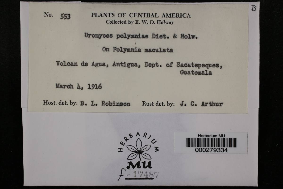 Uromyces polymniae image