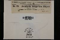 Urophlyctis kriegeriana image