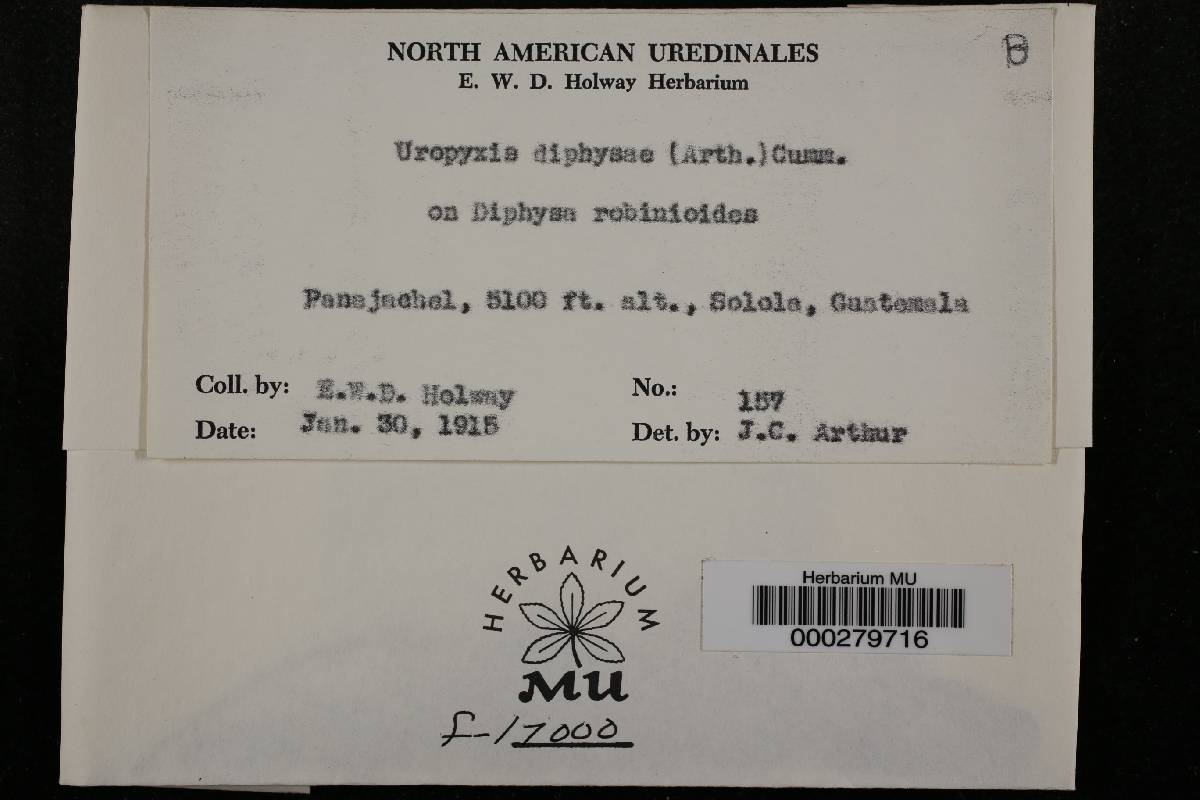 Uropyxis daleae image
