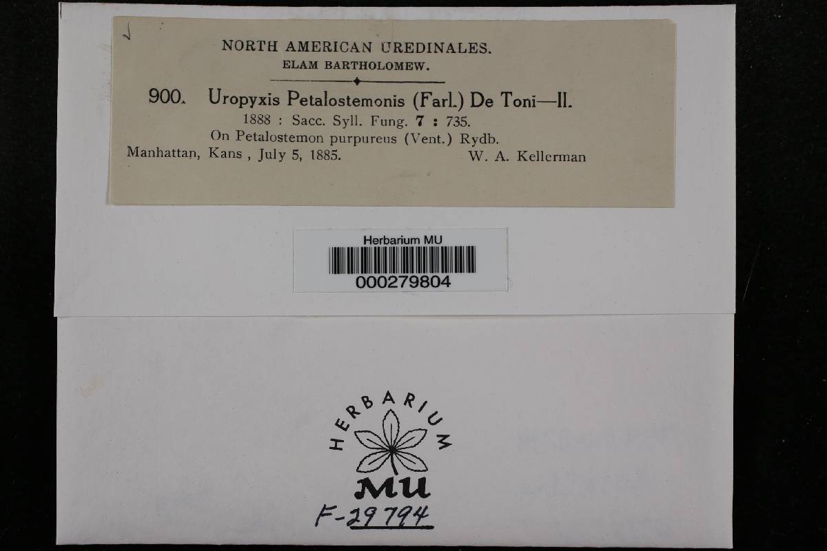 Uropyxis petalostemonis image