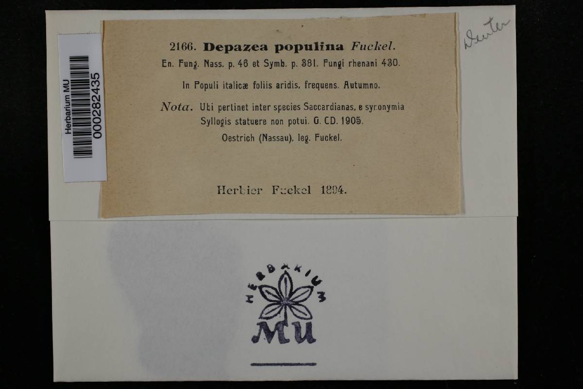 Depazea populina image