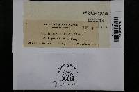 Uromyces lupini image