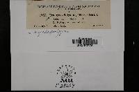 Uromyces polygoni-avicularis image