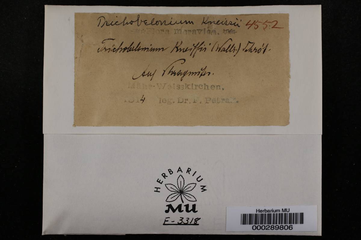 Trichobelonium kneiffii image