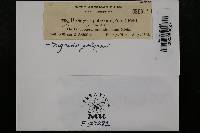 Uromyces polygoni-avicularis image