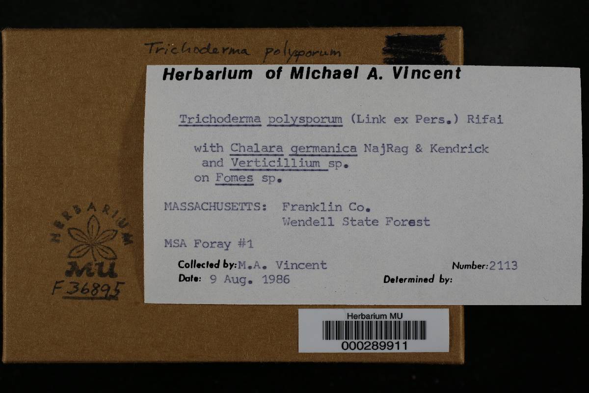 Trichoderma polysporum image