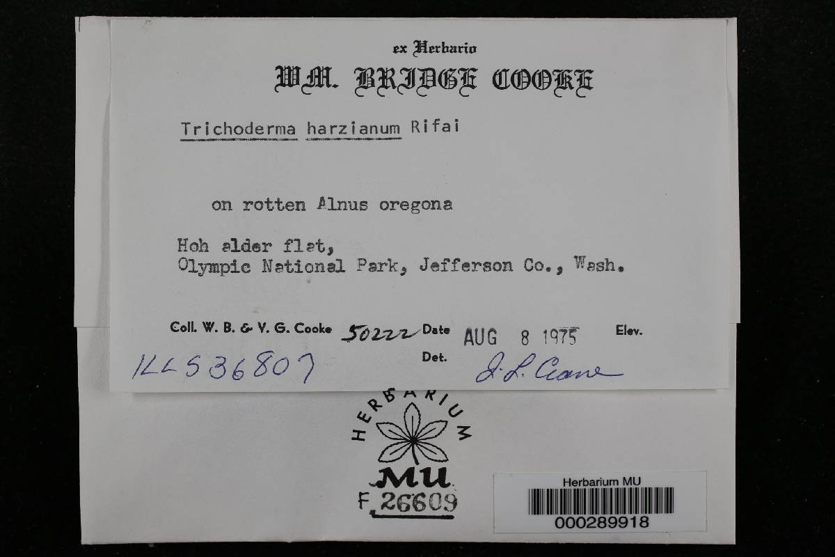 Trichoderma harzianum image
