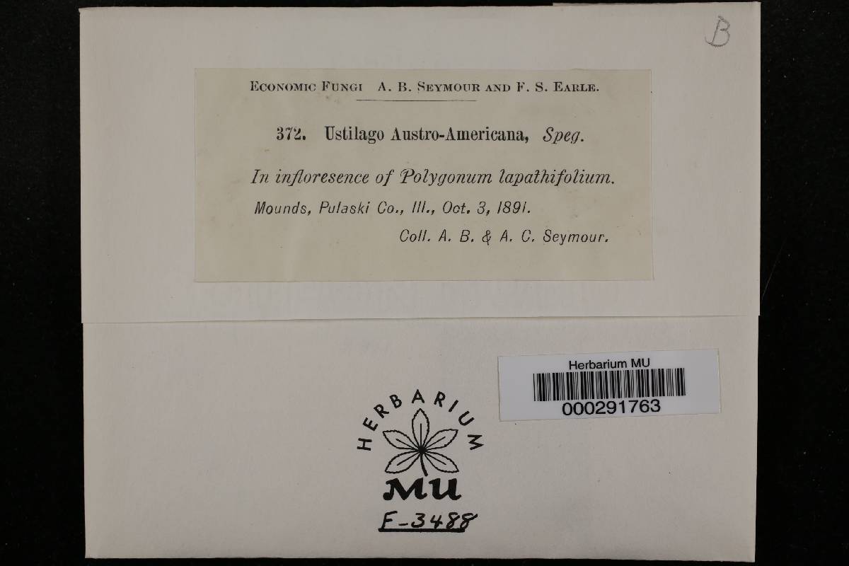 Melanopsichium austroamericanum image
