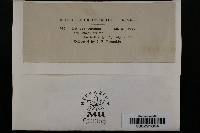 Thecaphora oxalidis image