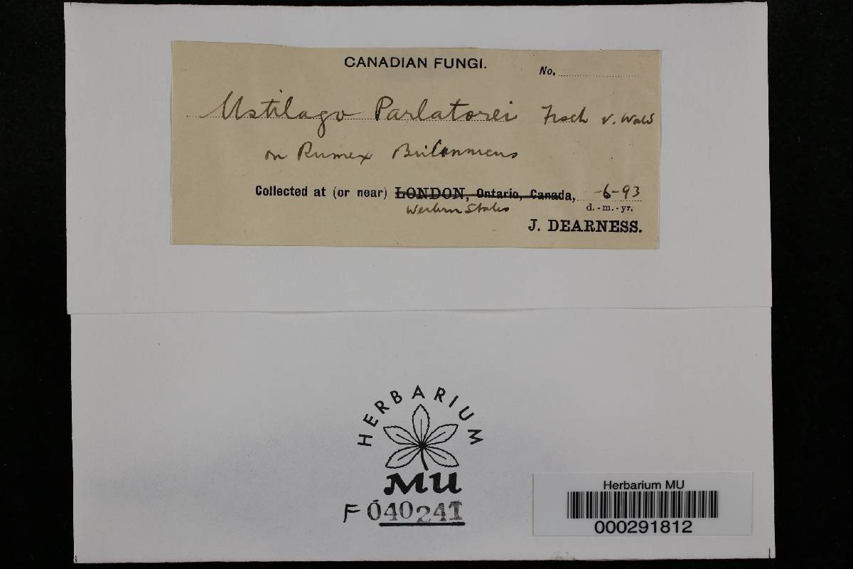 Microbotryum parlatorei image