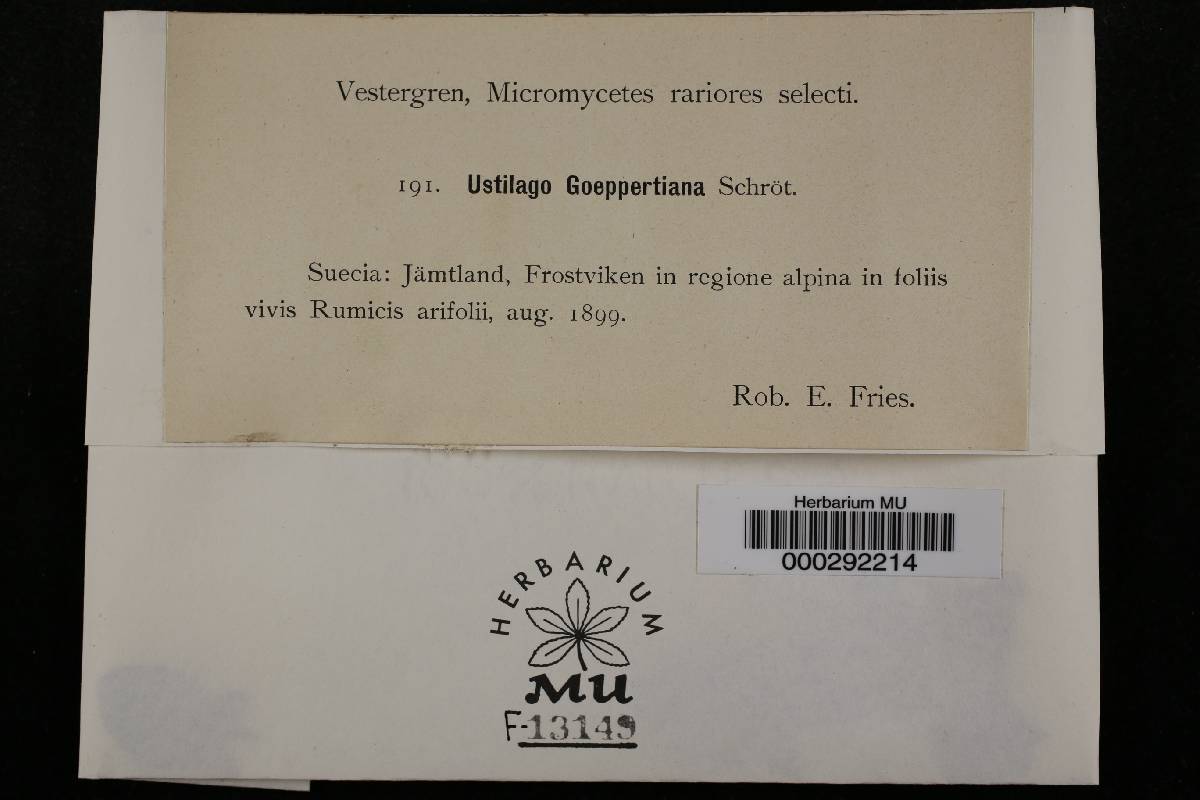 Microbotryaceae image