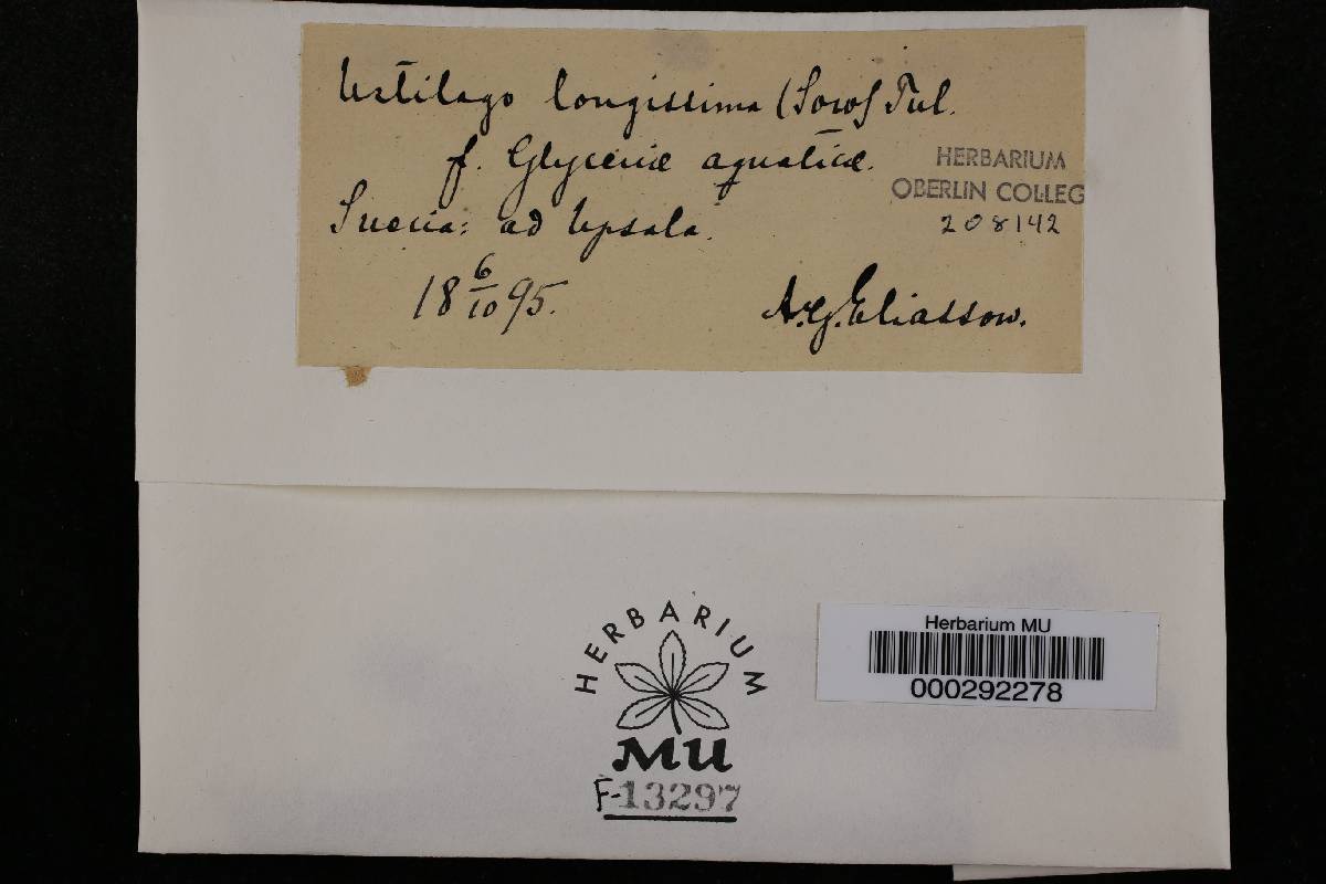 Ustilago longissima f. glyceriae-aquaticae image