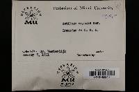 Ustilago maydis image