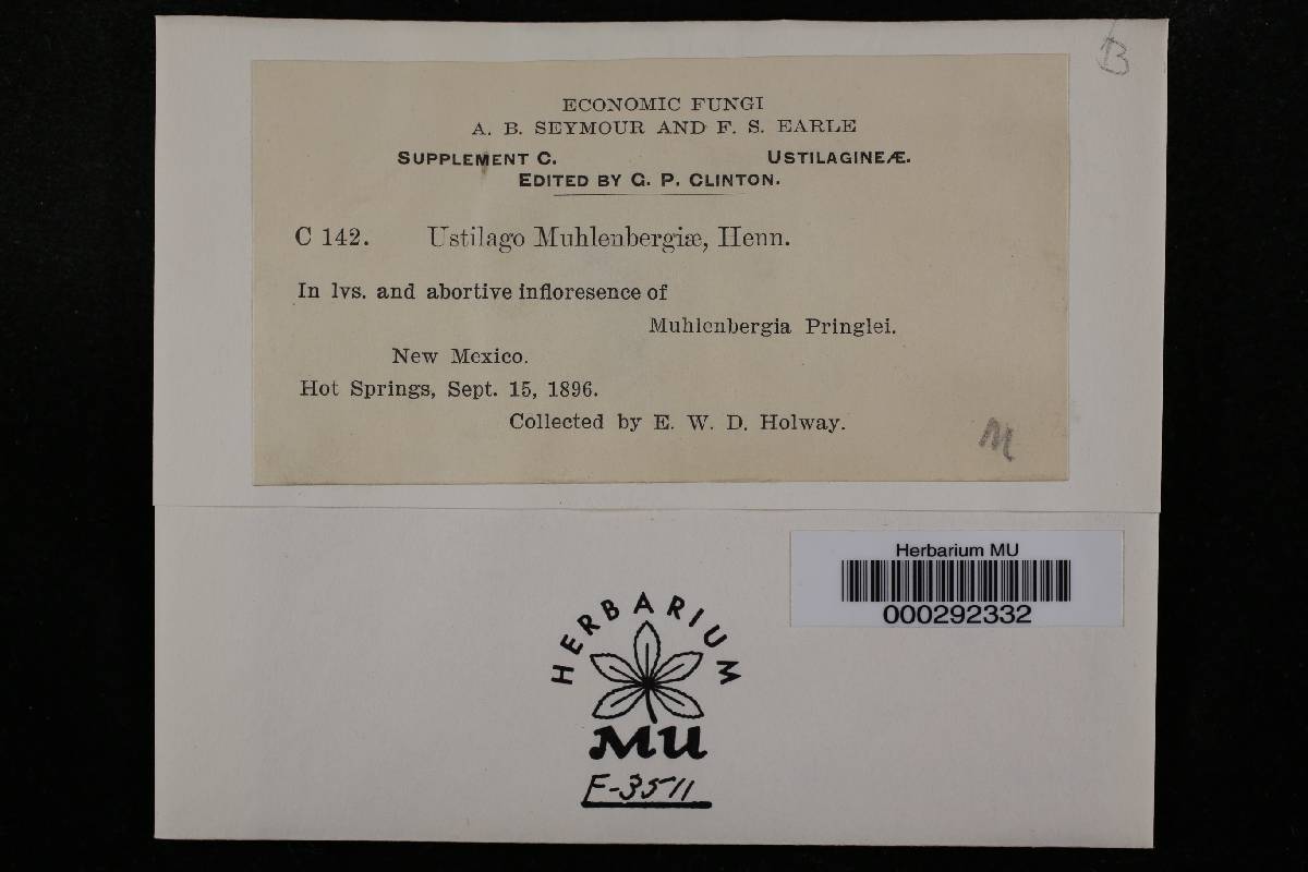 Ustilago muhlenbergiae image