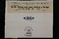 Ustilago nuda image