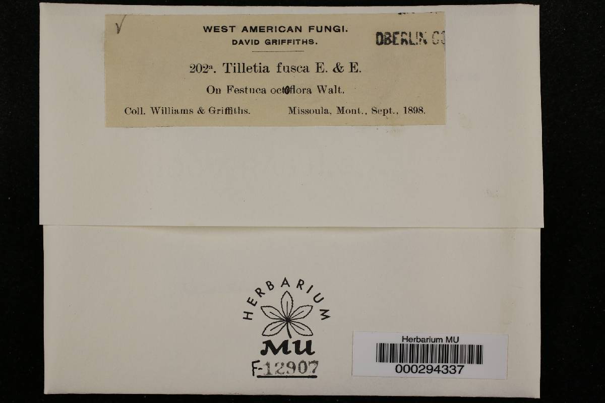 Tilletia fusca image