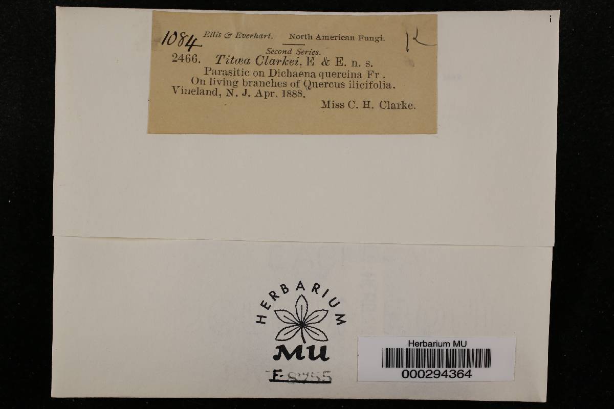 Titaea image