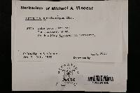 Syzygites megalocarpus image