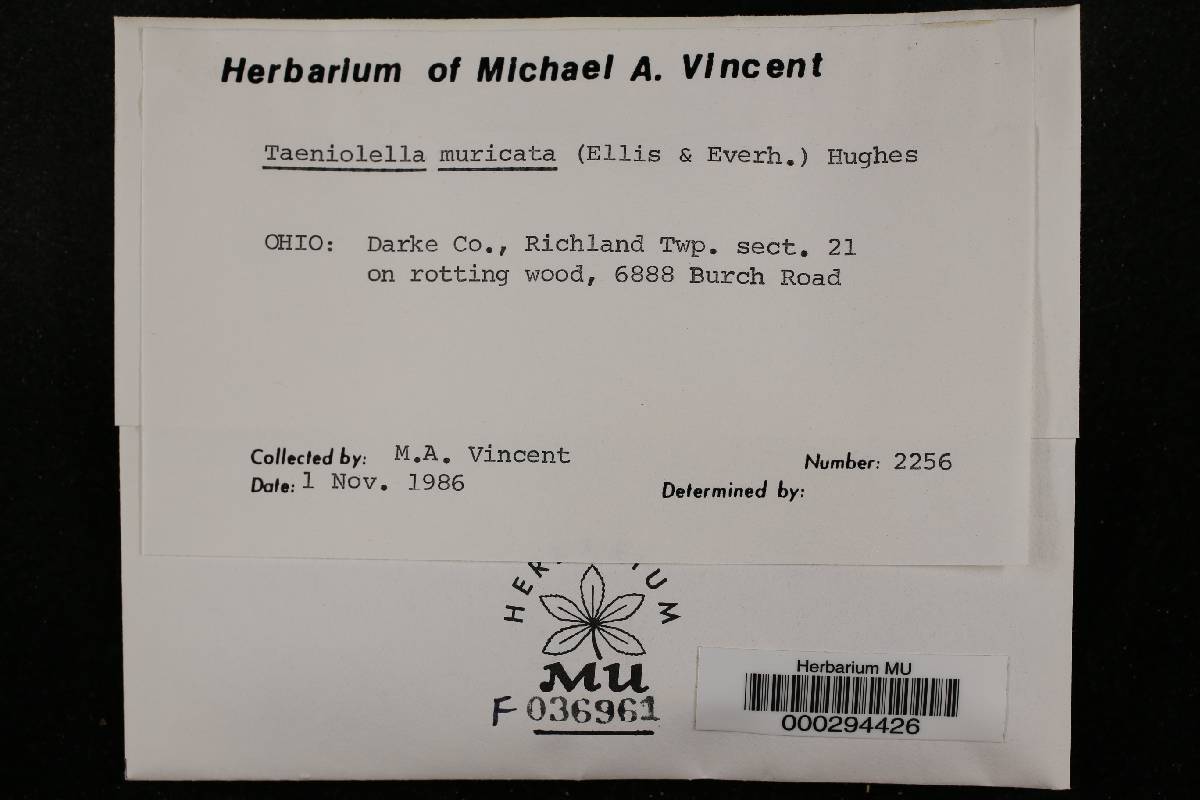 Taeniolella muricata image