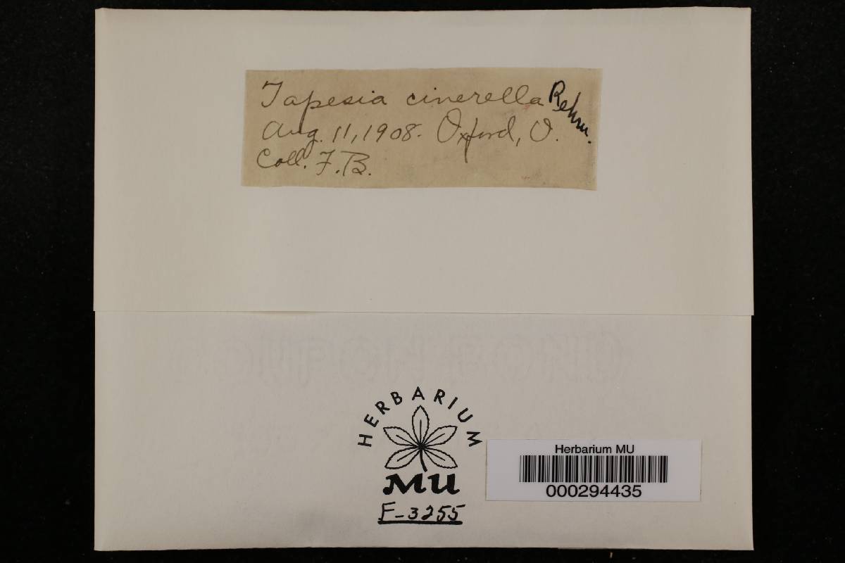 Tapesia cinerella image