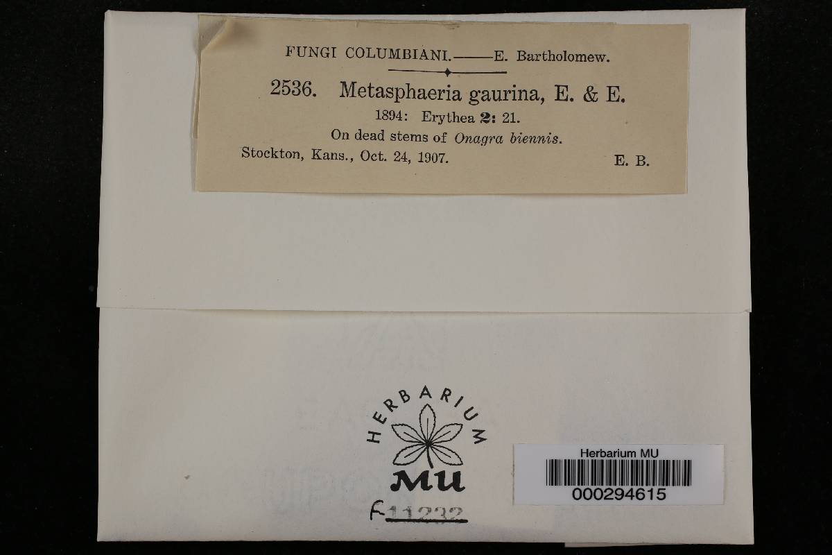 Metasphaeria gaurina image