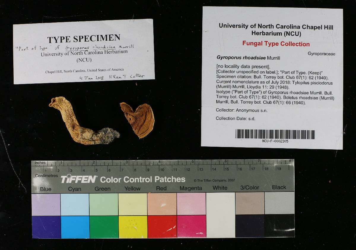 Gyroporus rhoadsiae image